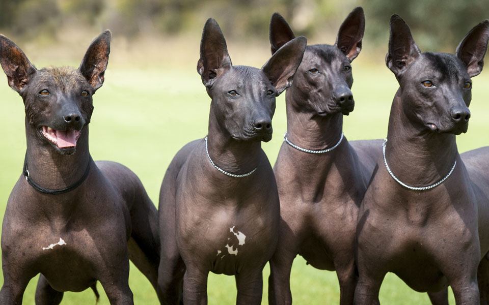 dog trainers near me in home